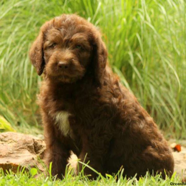 Kelty, Labradoodle Puppy