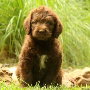 Kelty, Labradoodle Puppy