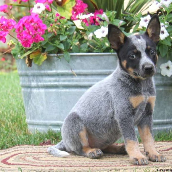 Kendra, Blue Heeler – Australian Cattle Dog Puppy