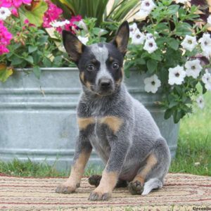 Kendra, Blue Heeler – Australian Cattle Dog Puppy