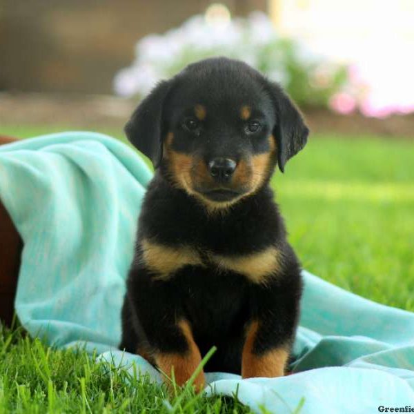 Kendy, Rottweiler Puppy