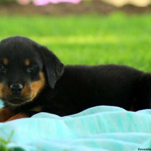 Kendy, Rottweiler Puppy
