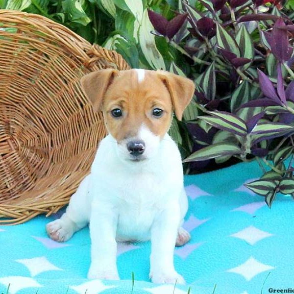 Kennedy, Jack Russell Terrier Puppy