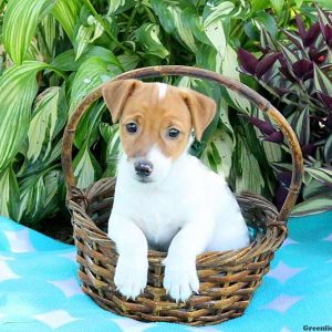 Kennedy, Jack Russell Terrier Puppy