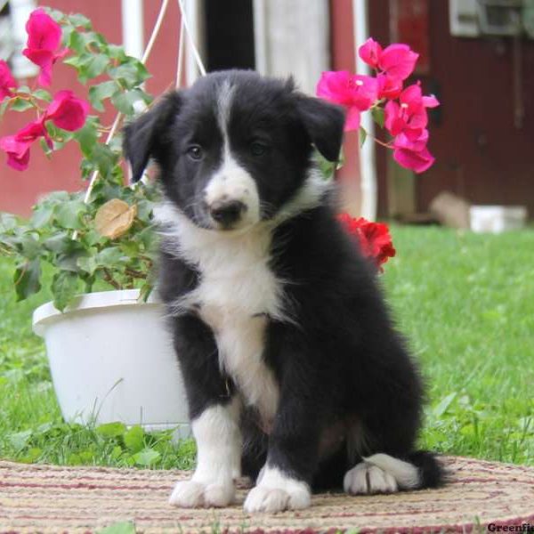 Kenny, Border Collie Puppy