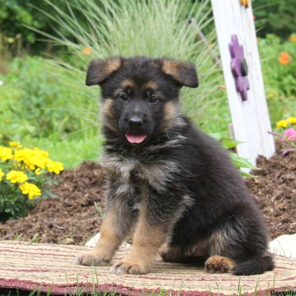 Kenny, German Shepherd Puppy