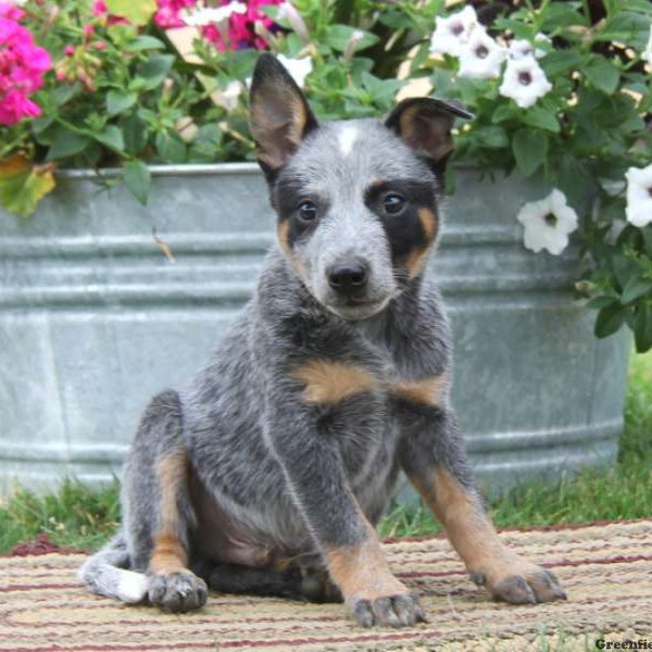 Kenny, Blue Heeler – Australian Cattle Dog Puppy