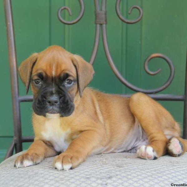 Kenny, Boxer Puppy