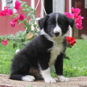 Kenny, Border Collie Puppy