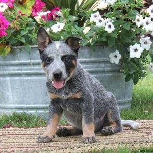 Kenny, Blue Heeler – Australian Cattle Dog Puppy