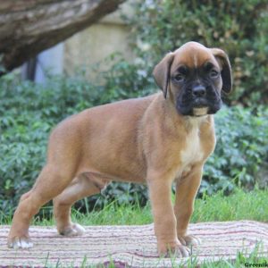 Kenny, Boxer Puppy