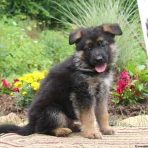 Kenny, German Shepherd Puppy