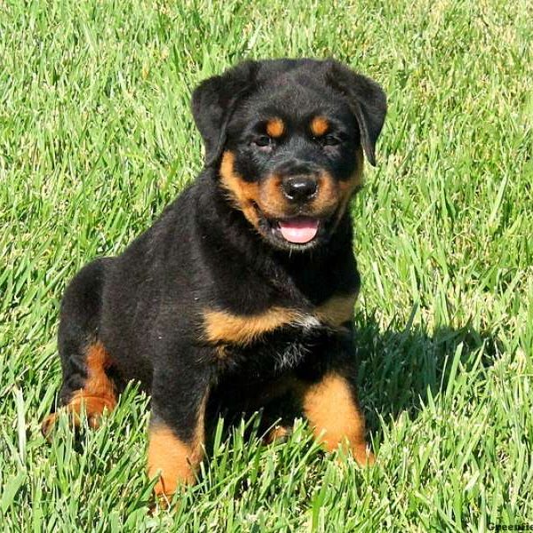 Kent, Rottweiler Puppy