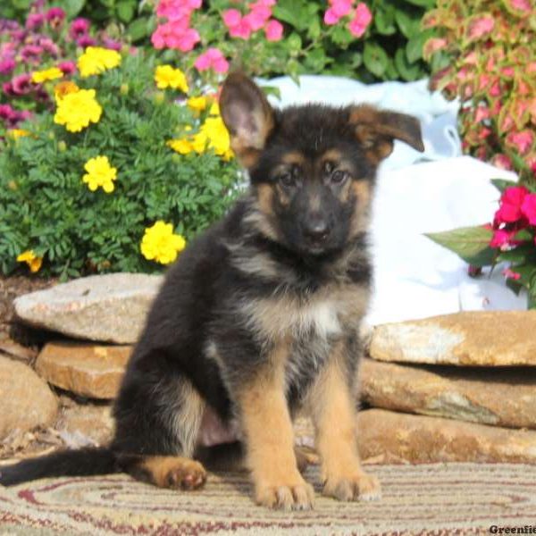 Kent, German Shepherd Puppy