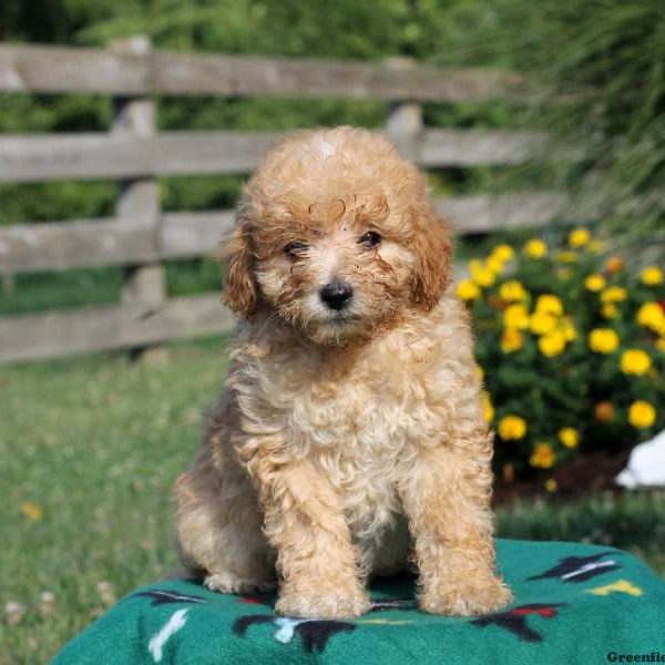 Kent, Miniature Poodle Puppy