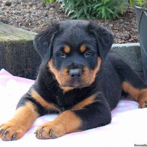 Kent, Rottweiler Puppy