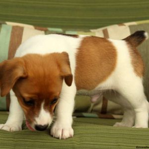 Kent, Jack Russell Terrier Puppy