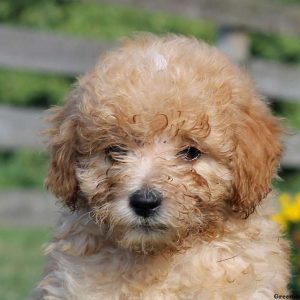 Kent, Miniature Poodle Puppy