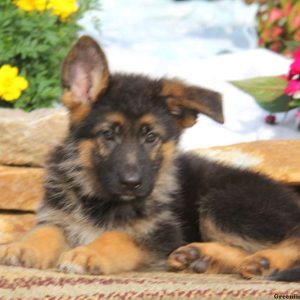 Kent, German Shepherd Puppy