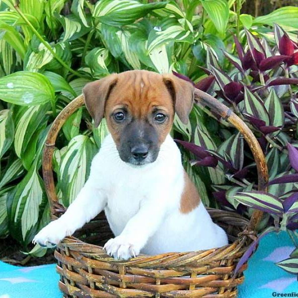 Kenton, Jack Russell Terrier Puppy