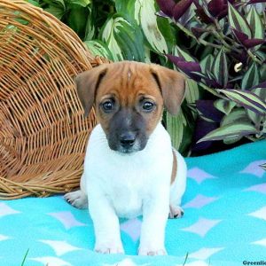 Kenton, Jack Russell Terrier Puppy