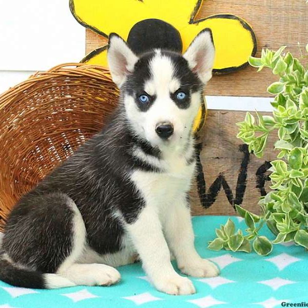 Kenya, Huskimo Puppy