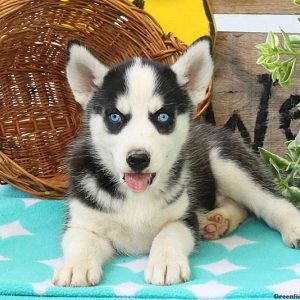 Kenya, Huskimo Puppy