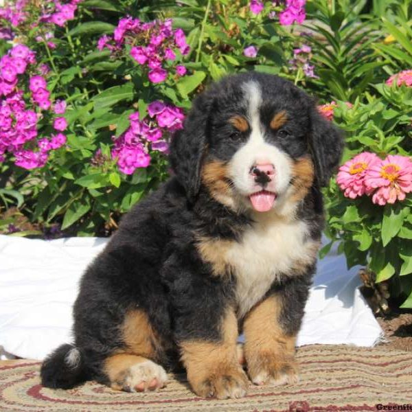 Kerek, Bernese Mountain Dog Puppy