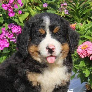 Kerek, Bernese Mountain Dog Puppy