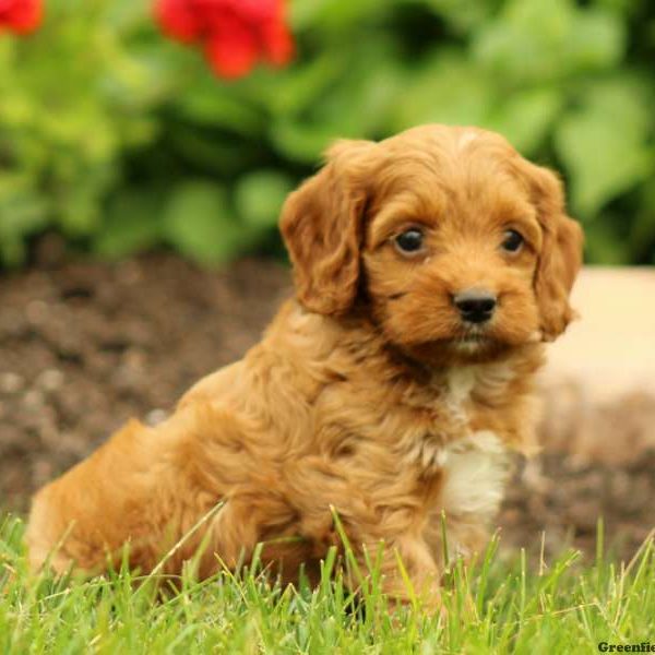 Kevin, Cockapoo Puppy