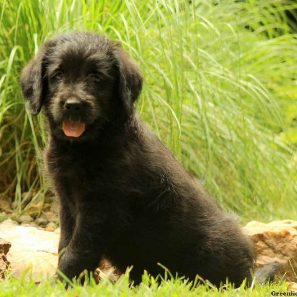 Kevin, Labradoodle Puppy