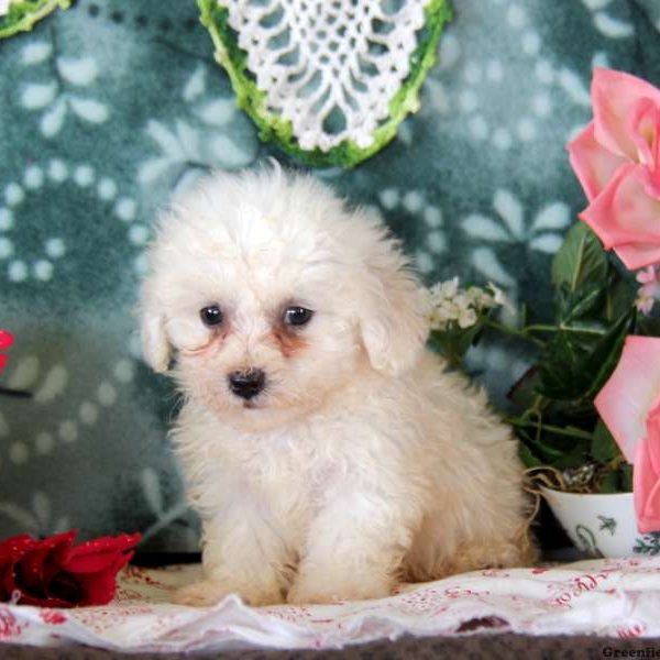 Kevin, Bichon Frise Puppy