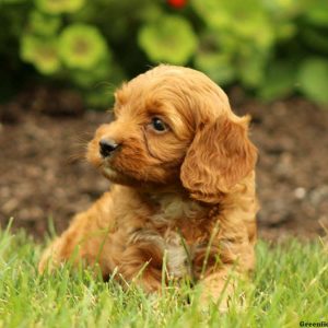 Kevin, Cockapoo Puppy