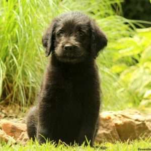 Kevin, Labradoodle Puppy