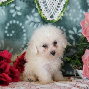 Kevin, Bichon Frise Puppy