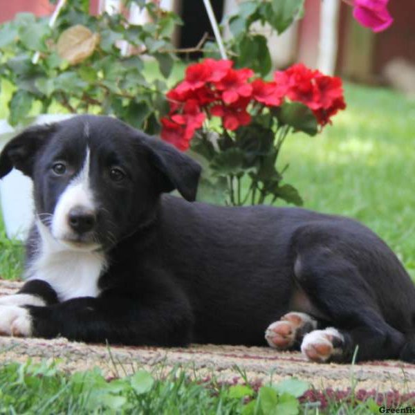 Kierra, Border Collie Puppy