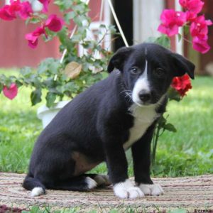 Kierra, Border Collie Puppy