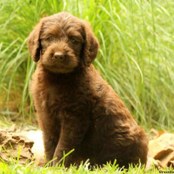 Kimberly, Labradoodle Puppy