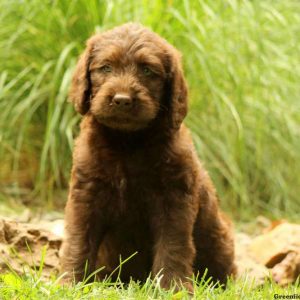 Kimberly, Labradoodle Puppy