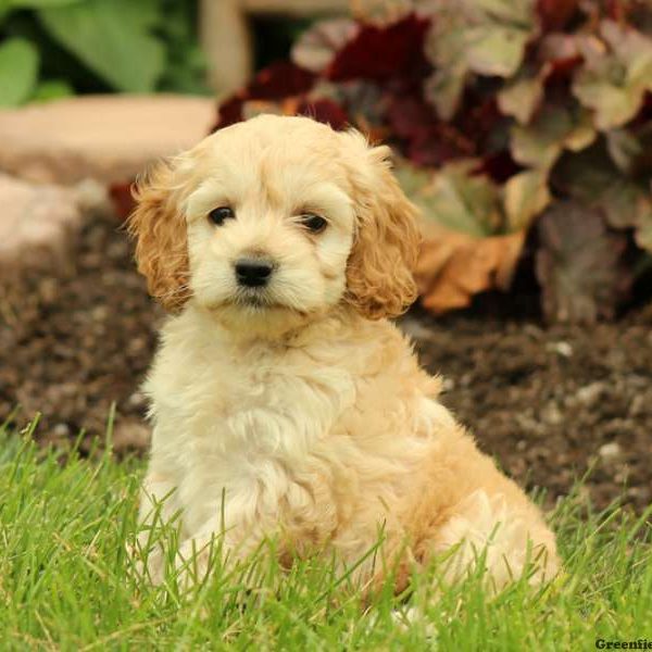 Kimbra, Cockapoo Puppy