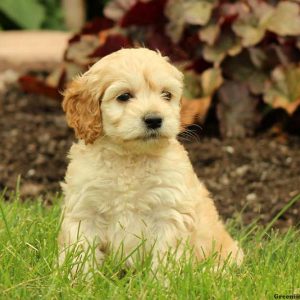 Kimbra, Cockapoo Puppy