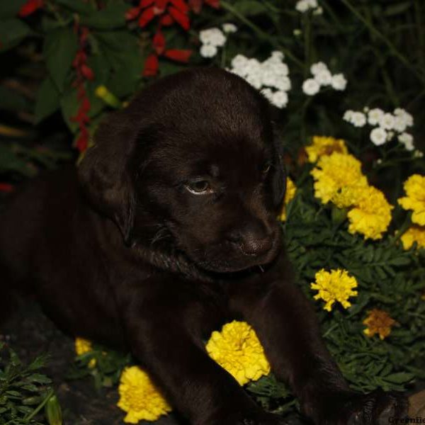 King, Labrador Retriever-Chocolate Puppy