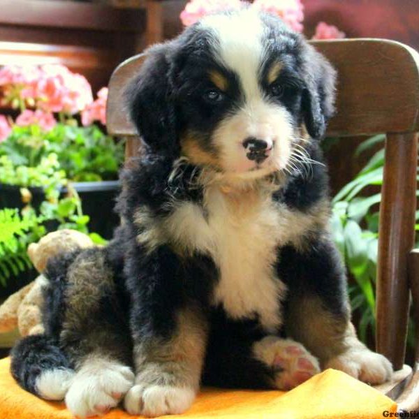 Kingston, Bernese Mountain Dog Puppy