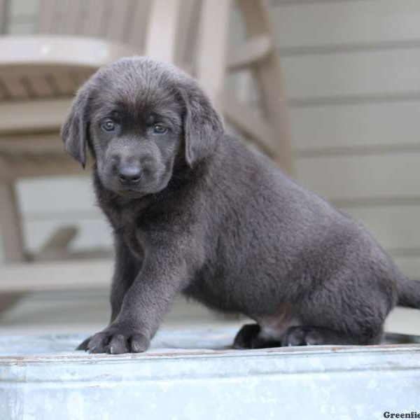 Kingston, Labrador Retriever-Silver Puppy