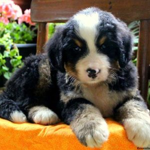 Kingston, Bernese Mountain Dog Puppy