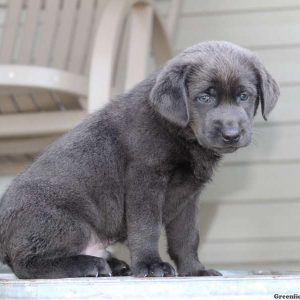 Kingston, Labrador Retriever-Silver Puppy