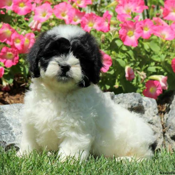 Kip, Shichon / Teddy Bear Puppy