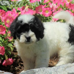 Kip, Shichon / Teddy Bear Puppy