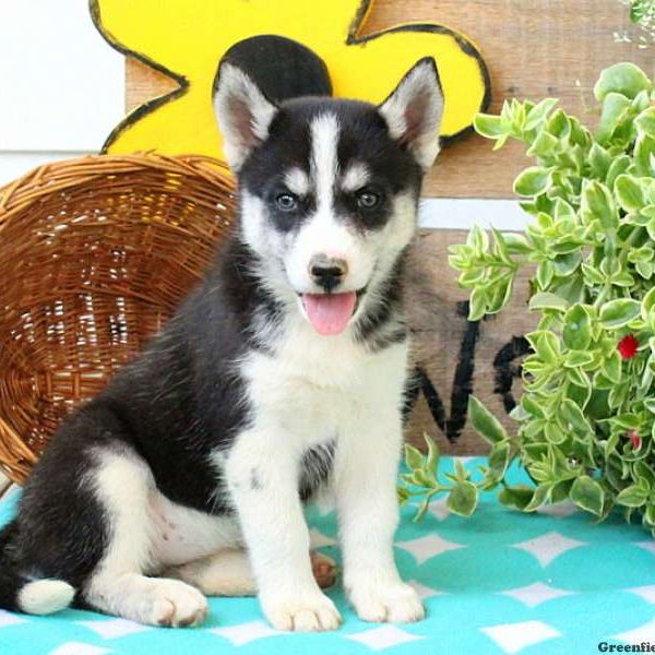 Kira, Huskimo Puppy