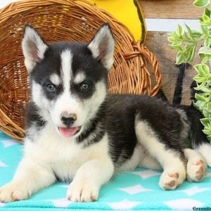 Kira, Huskimo Puppy